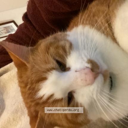 Photo 1/1 Kedi Chat perdu à Val couesnon