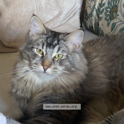 Photo de chat perdu à Istres