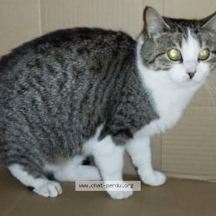 Photo 1/1 Alma Chat perdu à Quimper