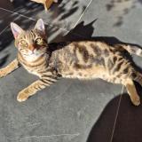 Photo de chat perdu à Le Pecq