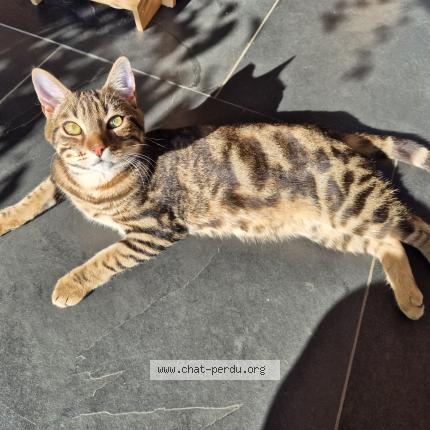 Photo 1/1 Chat retrouvé Perdu à Le pecq