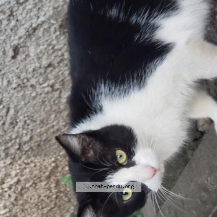 Photo 1/1 Petit Bouchon Chat perdu à Pessac