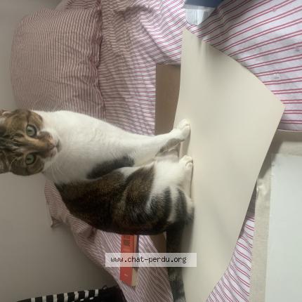 Photo de chat perdu à Droue Sur Drouette