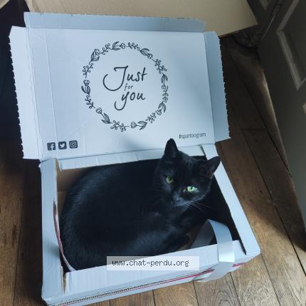 Photo de chat perdu à Niort