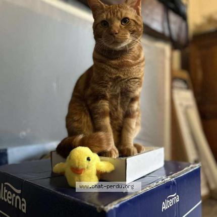 Photo de chat perdu à Tayrac