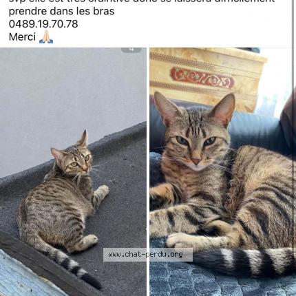 Photo 1/1 Mounouche Chat perdu à Molenbeek