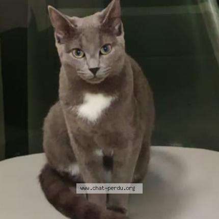 Photo de chat perdu à Saumur France