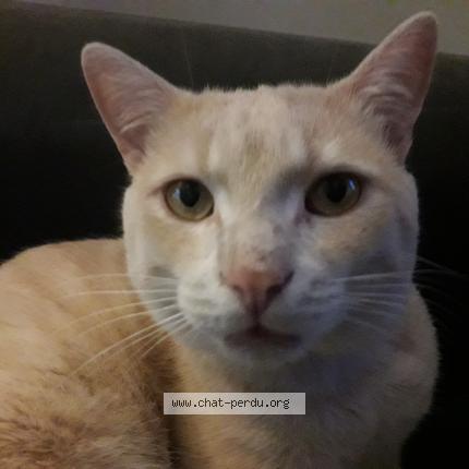 Photo 1/1 Scoubidoo Chat perdu à Sainte marie de re