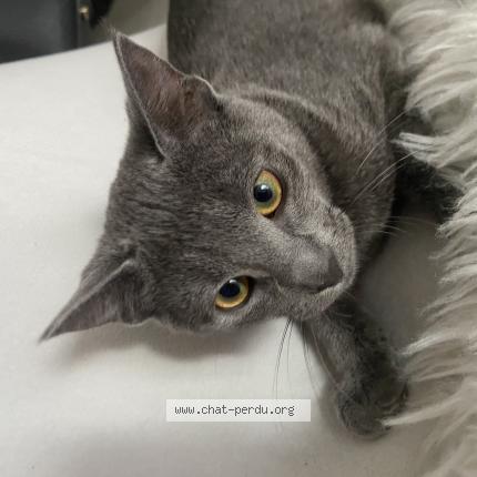 Photo de chat perdu à Tournefeuille