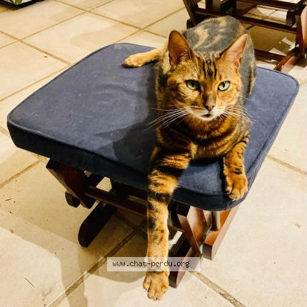 Photo 1/1 Inoy Chat perdu à Kergloff