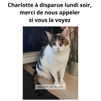 Photo 1/1 Chat retrouvé Perdu à Hyeres