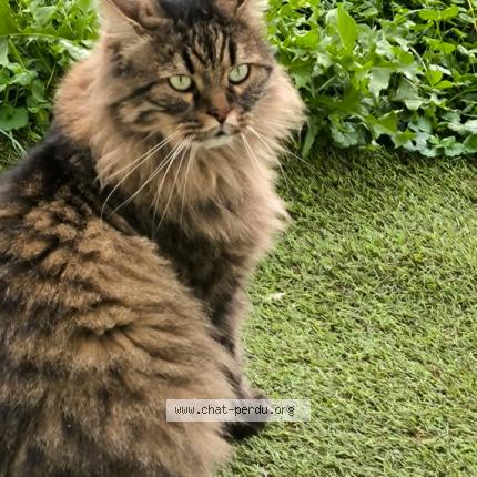 Photo 1/1 Locks Chat perdu à Bresles