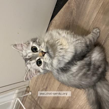 Photo de chat perdu à Mailhac Sur Benaize