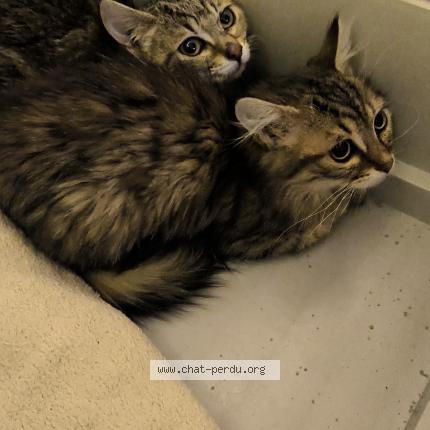 Photo 1/1 Moon Chat perdu à Reims