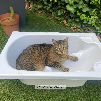 Photo de chat perdu à Saint Laurent Du Var