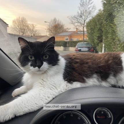 Photo 1/1 Sox Chat perdu à Lepontet