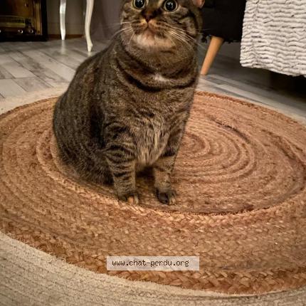 Photo de chat perdu à Ploeren