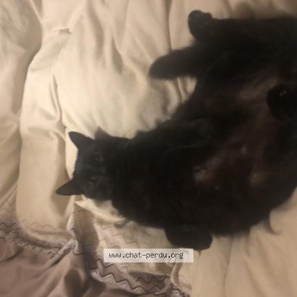 Photo 1/1 Bébé Chat perdu à Le sen