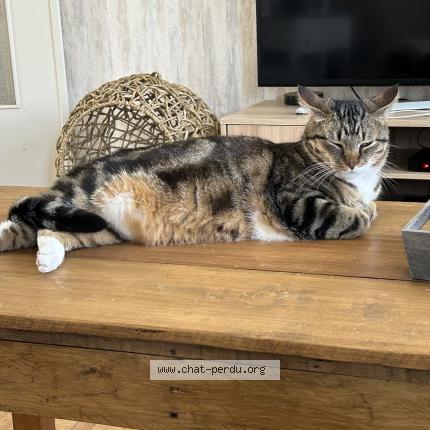 Photo 1/1 Chat retrouvé Perdu à Bonnevaux Le Prieure