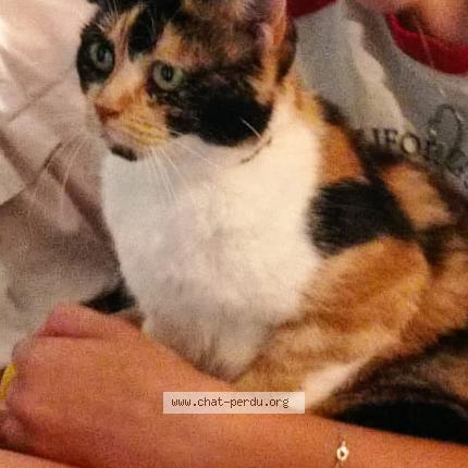 Photo 1/1 Choupette Chat perdu à Les grandes chapelles