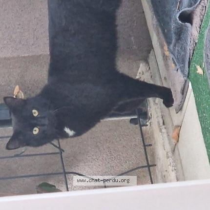 Photo 1/1 Chat trouvé Trouvé à Bagneux