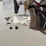 Photo de chat perdu à Portland