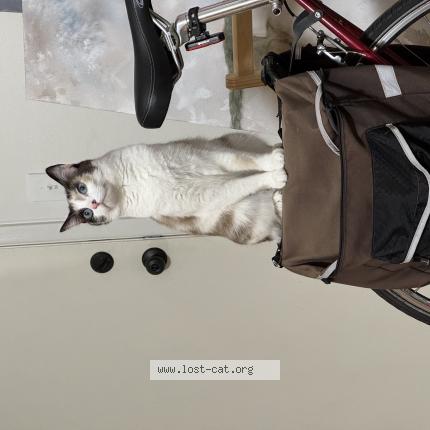 Photo 1/1 Beebo Chat perdu à Portland