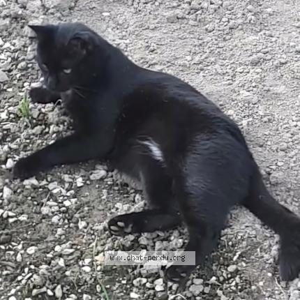 Photo 1/1 Chat retrouvé Perdu à Courtonne La Meurdrac
