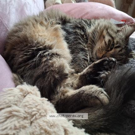 Photo 1/1 Cupidon Chat perdu à Charbuy