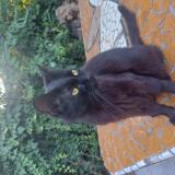 Photo de chat perdu à Banfield