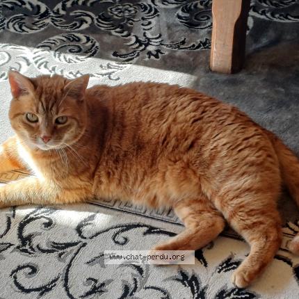 Photo 1/1 BELFAST Chat perdu à Sauzet