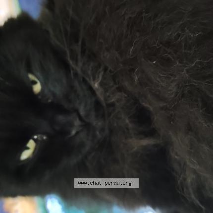 Photo 1/1 Chat retrouvé Perdu à Villemandeur