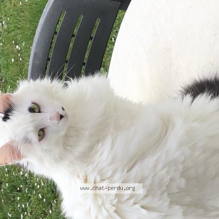 Photo 1/1 Chat retrouvé Perdu à Chagny