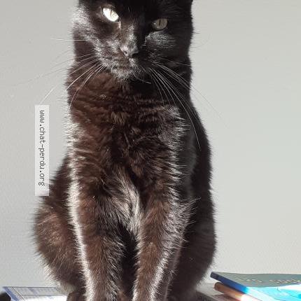 Photo de chat perdu à Fontaine