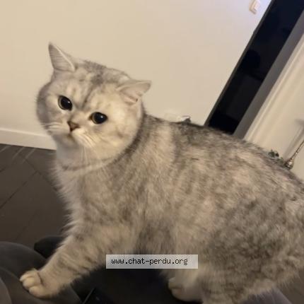 Photo de chat perdu à Enghien Les Bains