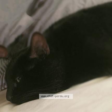 Photo de chat perdu à Nantes