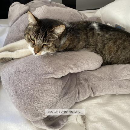 Photo de chat perdu à Morterolles Sur Semme
