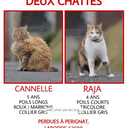 Photo 1/1 Chat retrouvé Perdu à Larodde