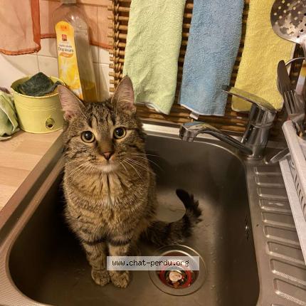 Photo de chat perdu à Vitry Sur Seine