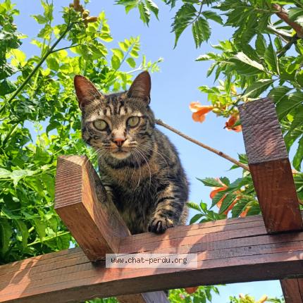 Photo 1/1 Ruby Chat perdu à Leon