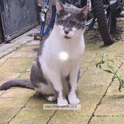 Photo de chat perdu à Paris