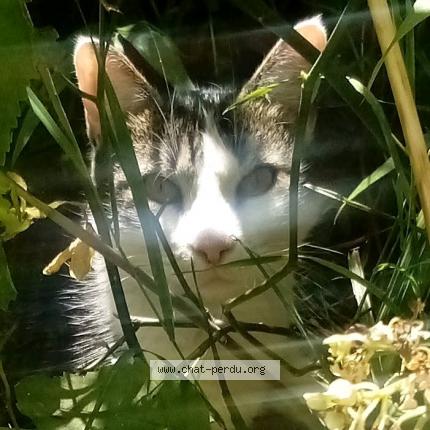 Photo de chat perdu à Saint Denis