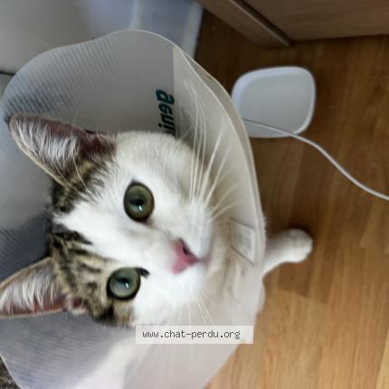 Photo de chat trouvé à Villepknte
