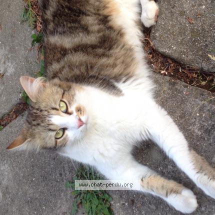 Photo de chat perdu à Sucy En Brie