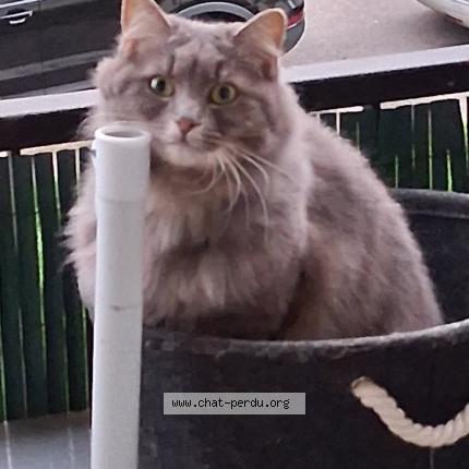 Photo de chat perdu à Bonsecours