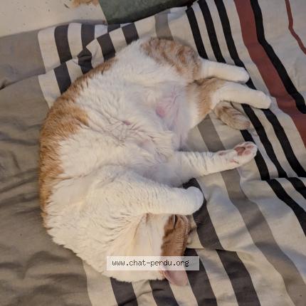 Photo 1/1 Chat retrouvé Perdu à Pouzauges