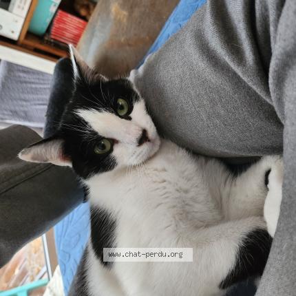 Photo 1/1 Zut Chat perdu à Floirac