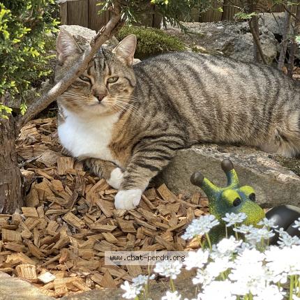 Photo de chat perdu à Montsauche Les Settons