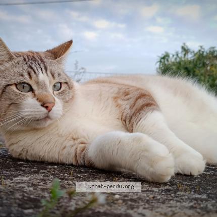 Photo de chat perdu à Cars