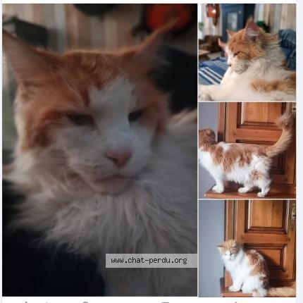 Photo de chat perdu à 34500 Beziers